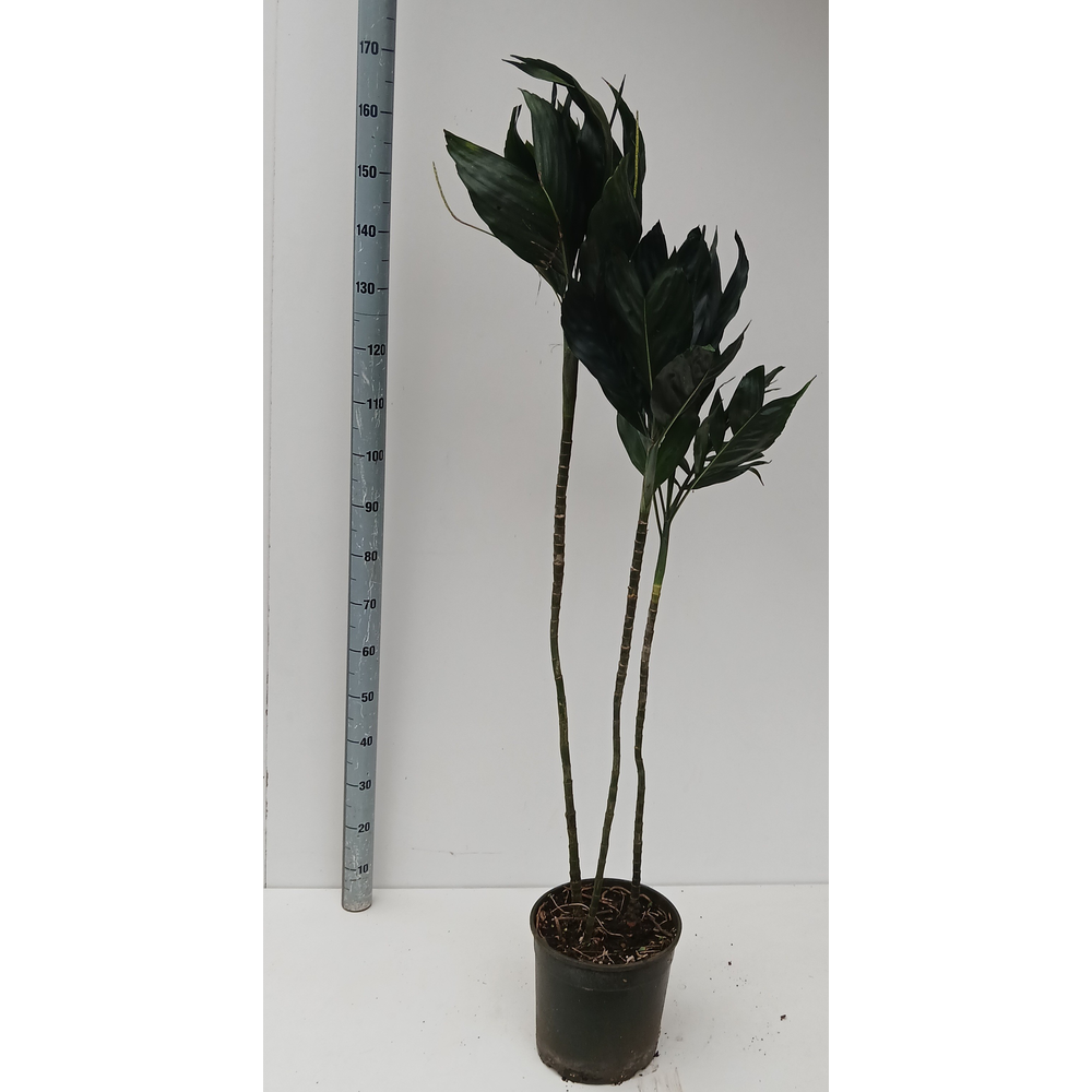 Chamaedorea metallica.