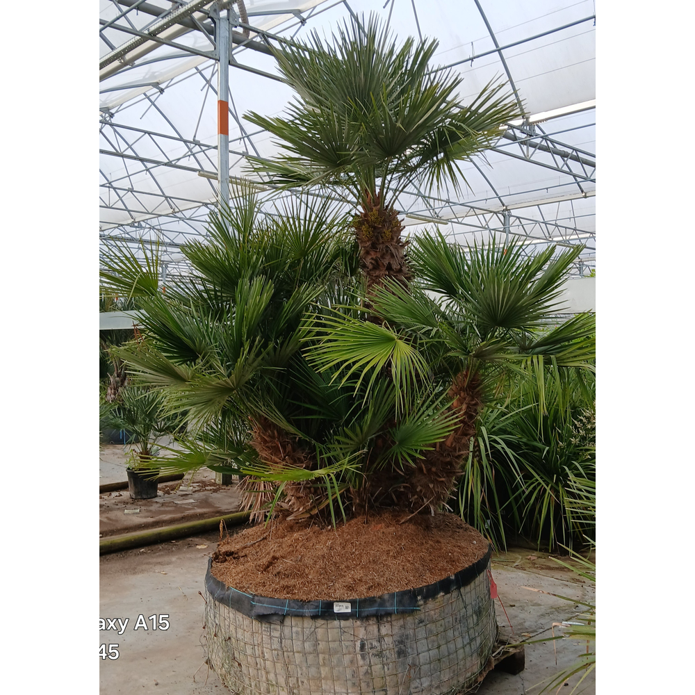 Chamaerops humilis.