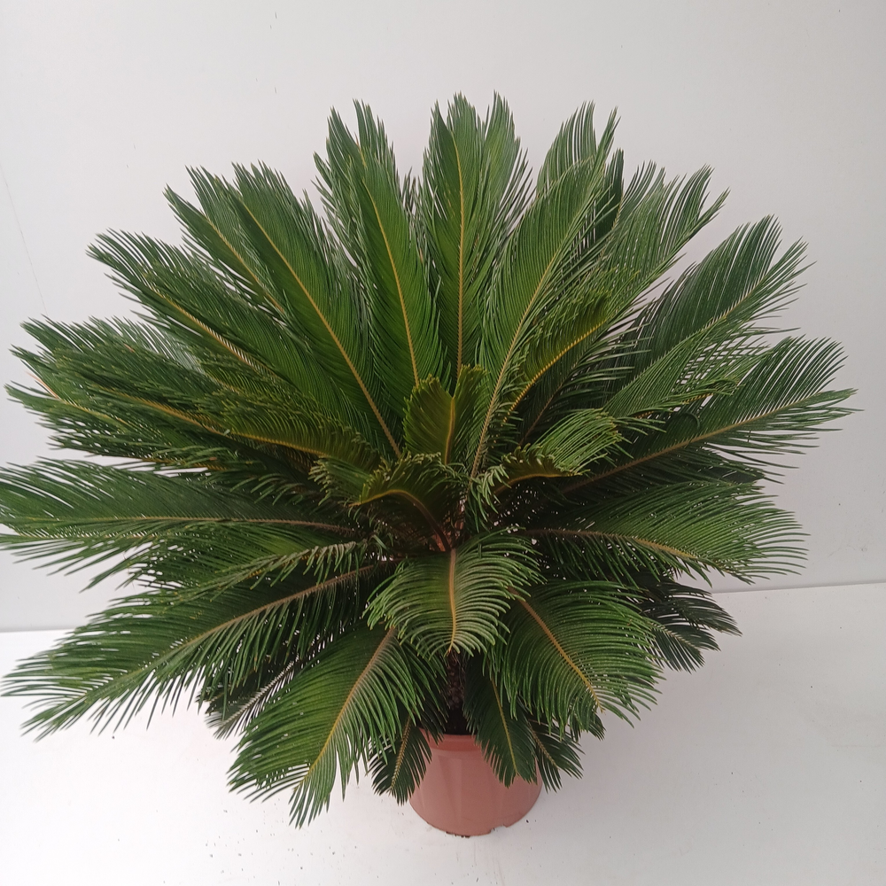Cycas revoluta.
