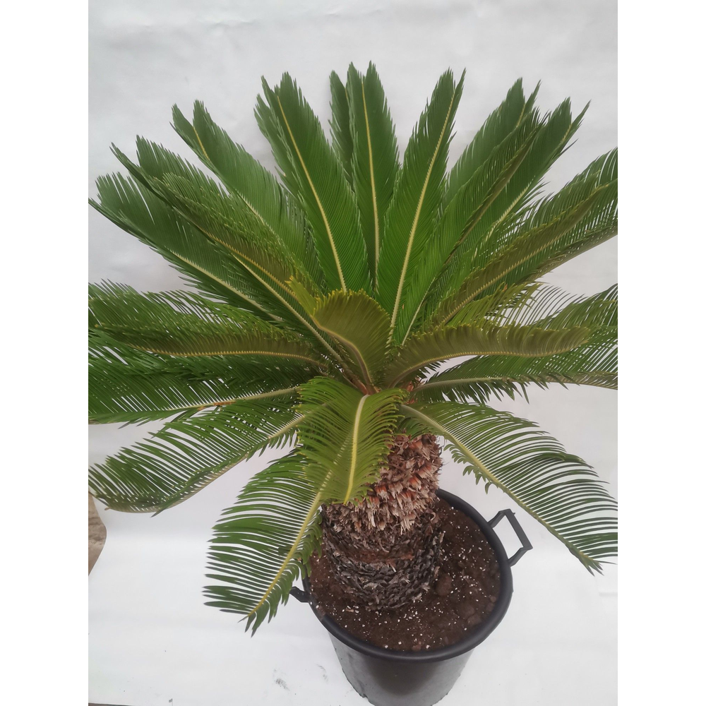 Cycas revoluta.