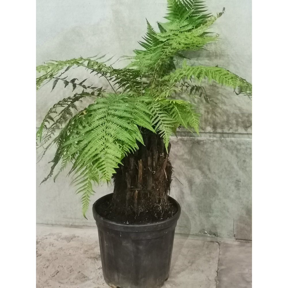 Dicksonia antartica.