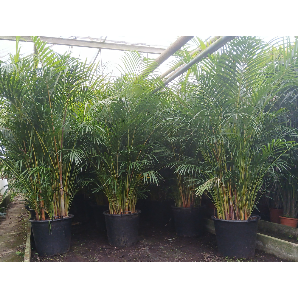 Dypsis lutescens.