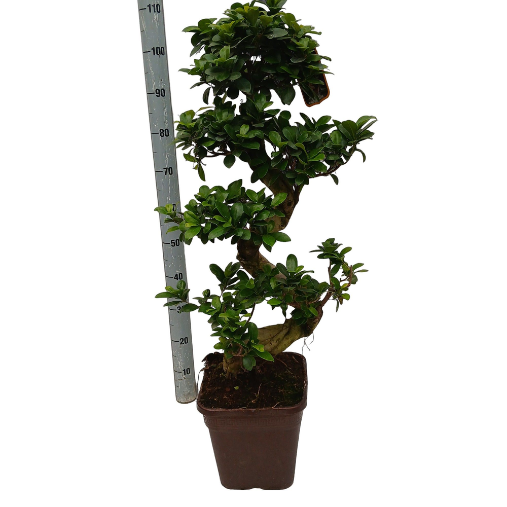 Ficus microcarpa.