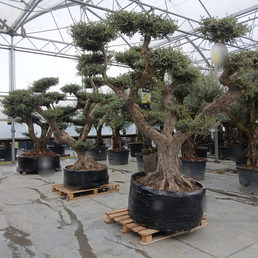 Olea europaea.