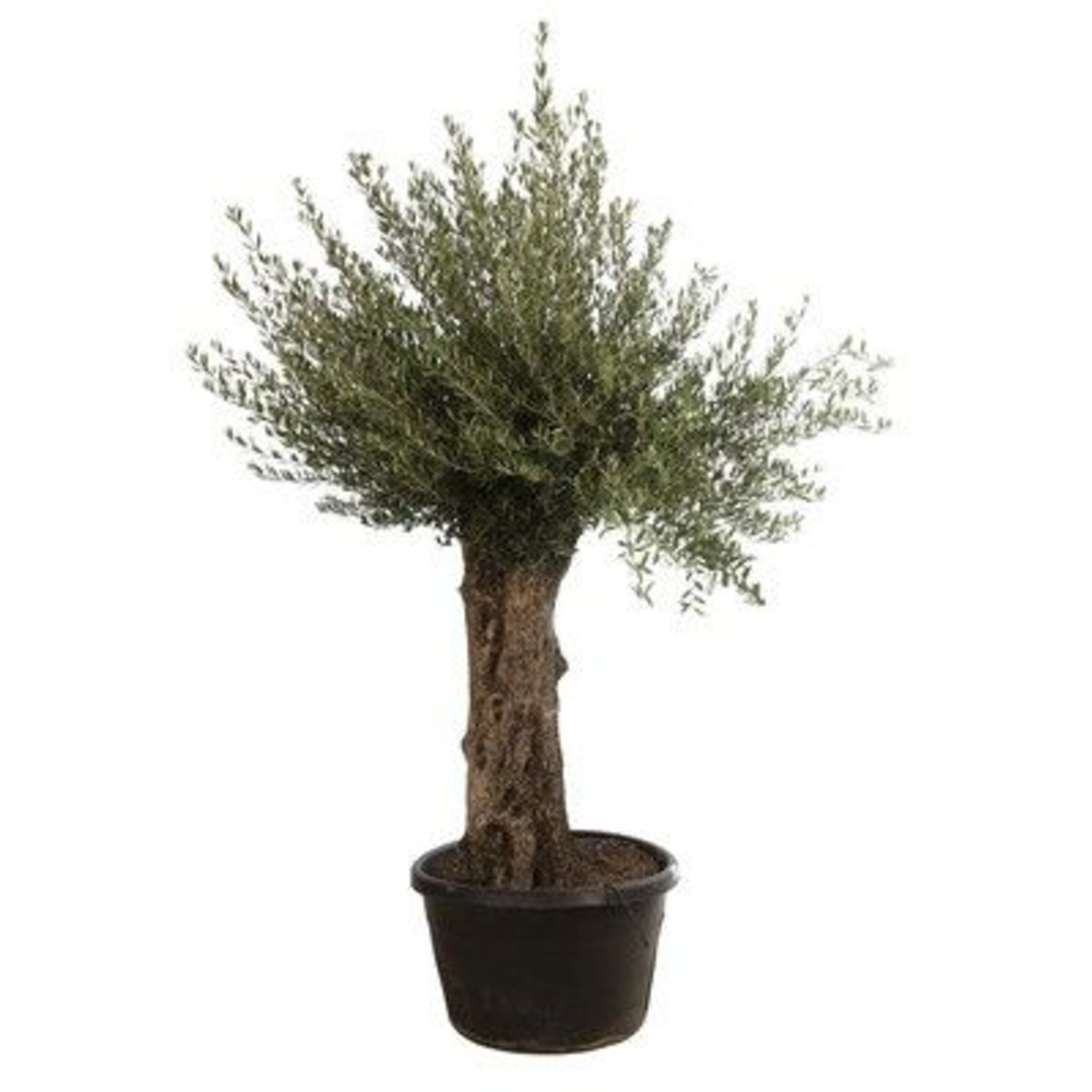 Olea europaea.