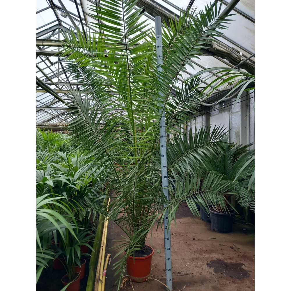 Phoenix canariensis.