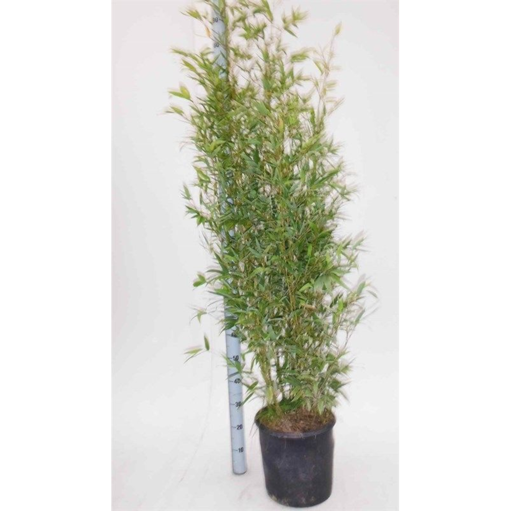 Phyllostachys aurea.