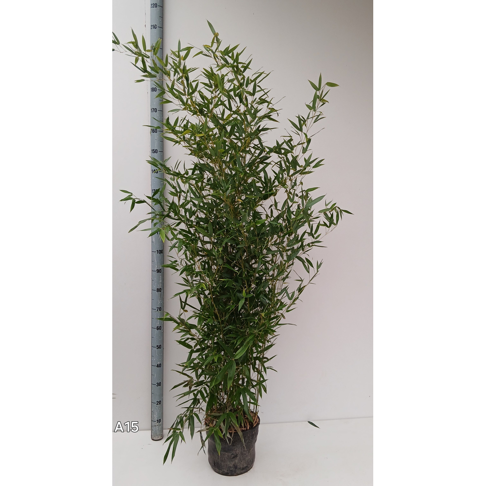 Phyllostachys aurea.