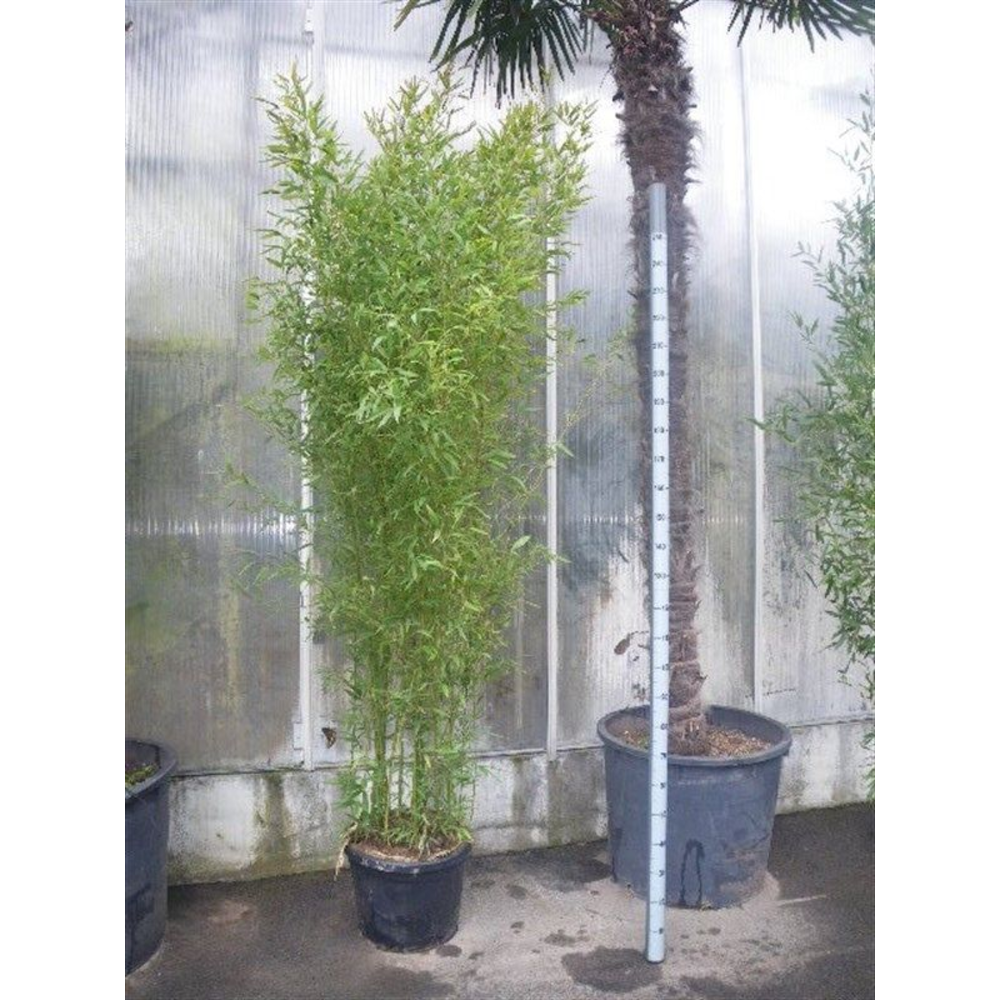 Phyllostachys aurea.