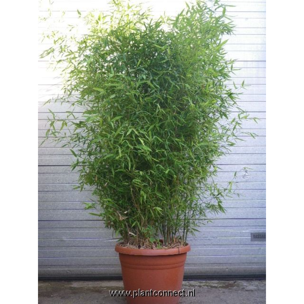 Phyllostachys aurea.