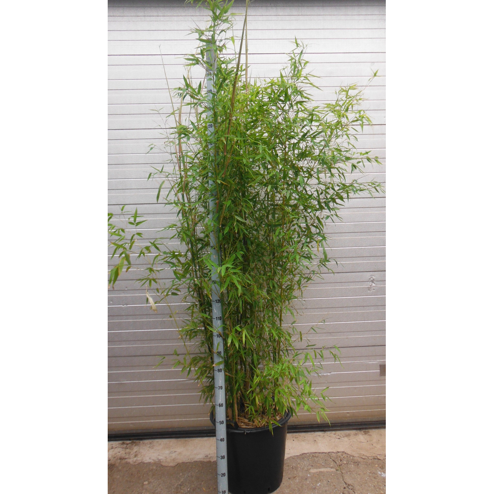 Phyllostachys aurea.