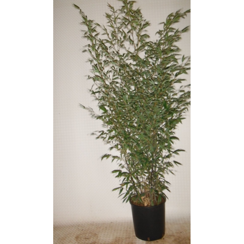 Phyllostachys nigra.