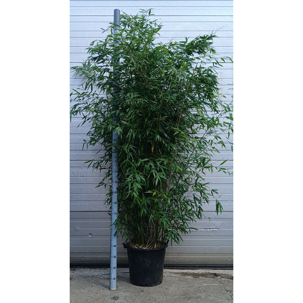 Phyllostachys bissetii.