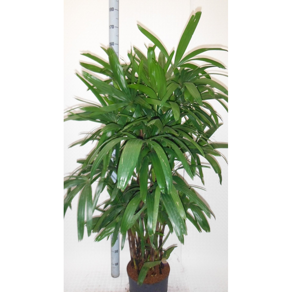 Rhapis EXCELSA HY.