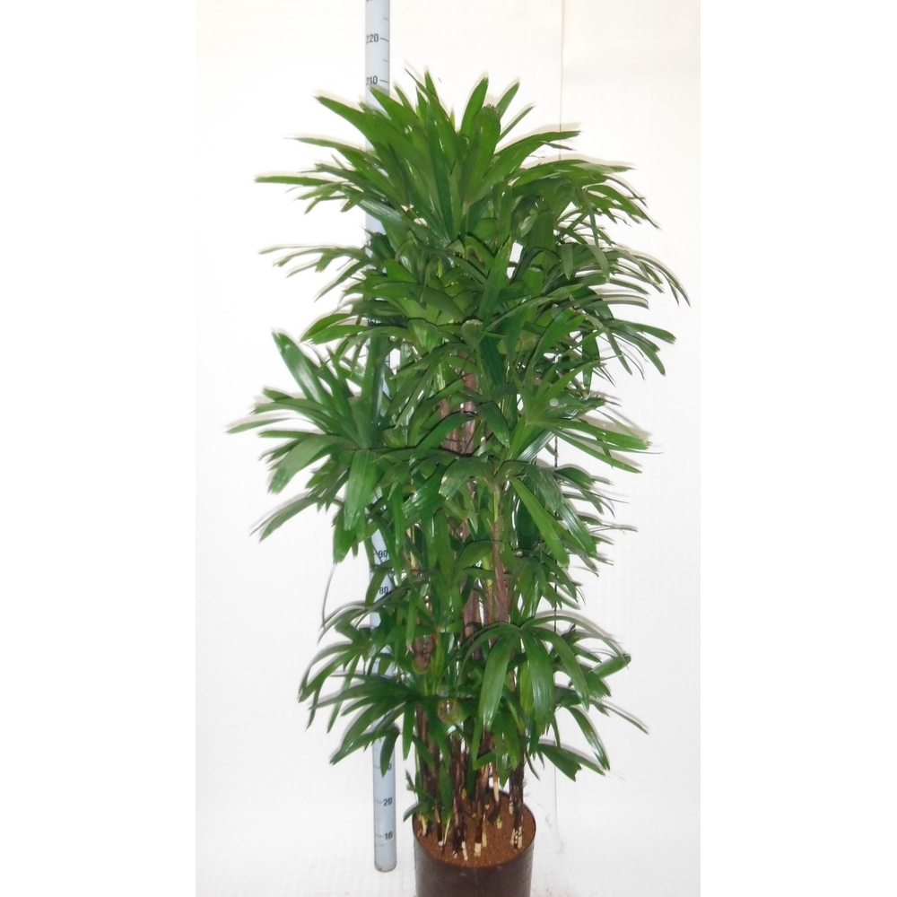 Rhapis excelsa hy.
