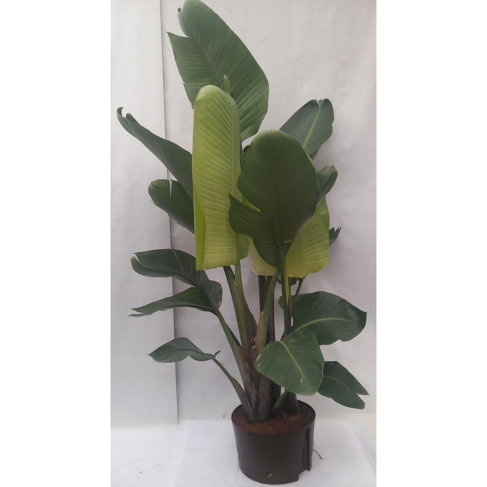 Strelitzia NICOLAI HY.