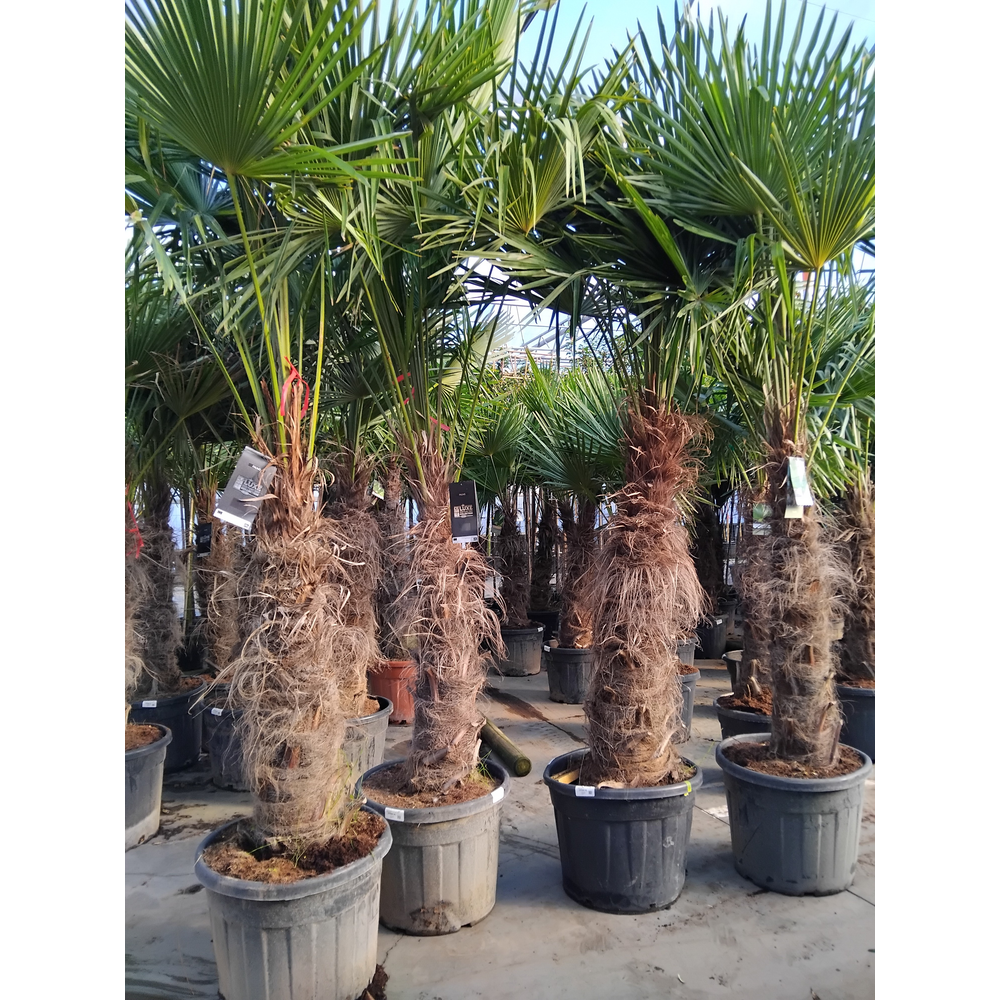 Trachycarpus fortunei.