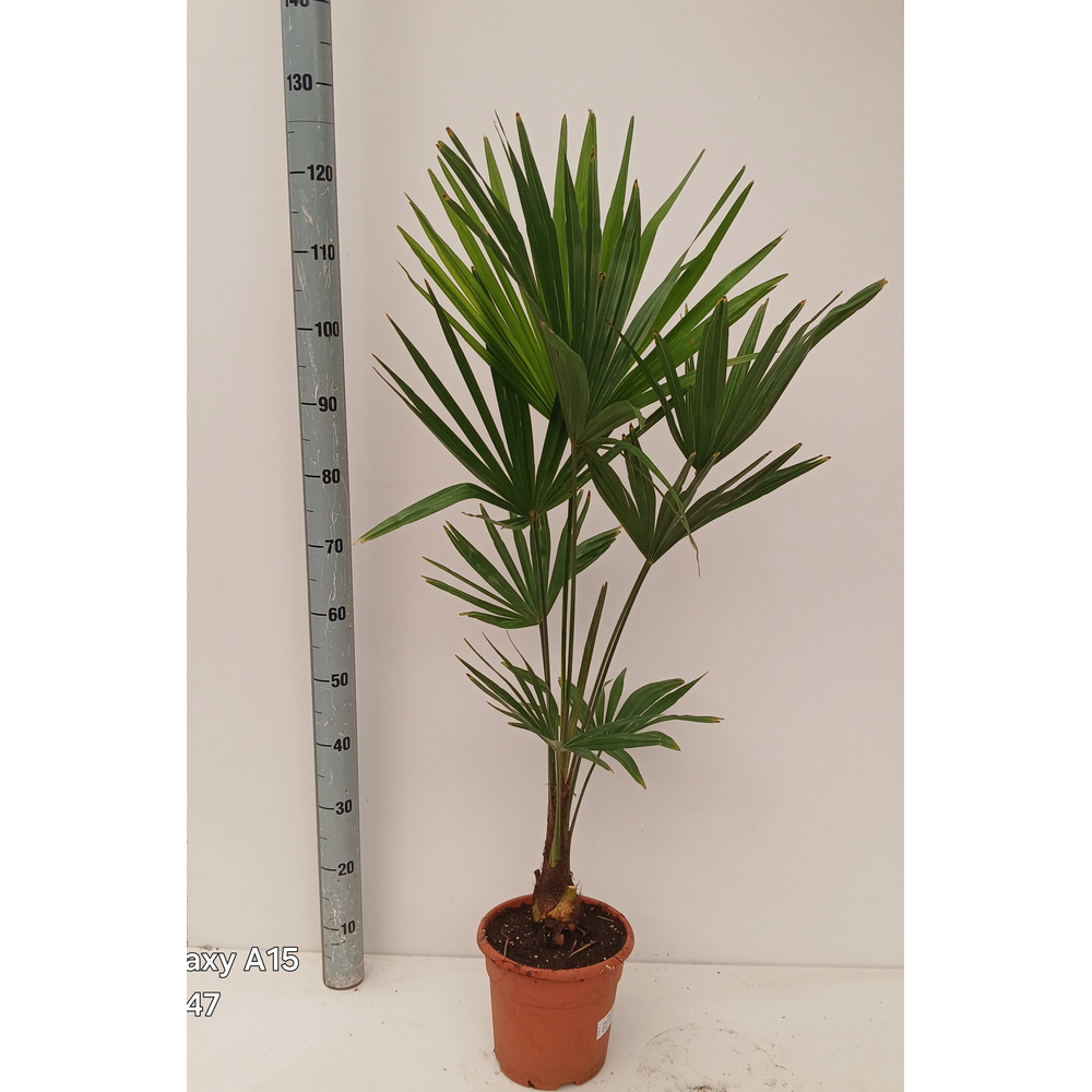 Trachycarpus fortunei