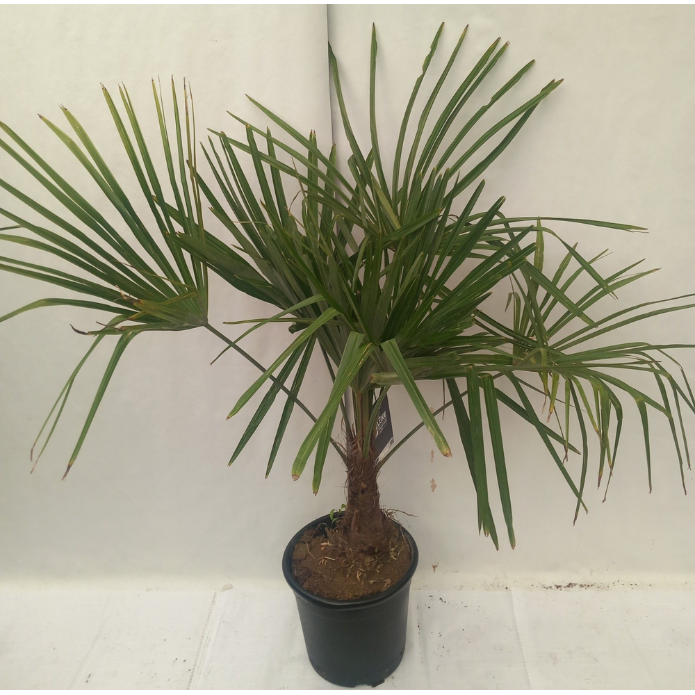 Trachycarpus fortunei.