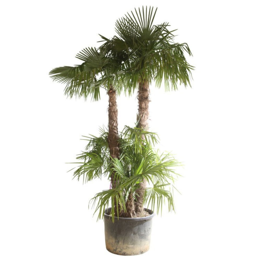 Trachycarpus fortunei