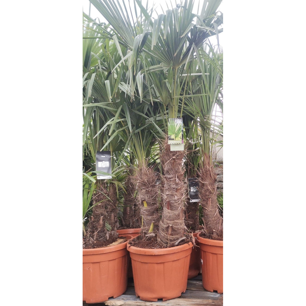 Trachycarpus fortunei