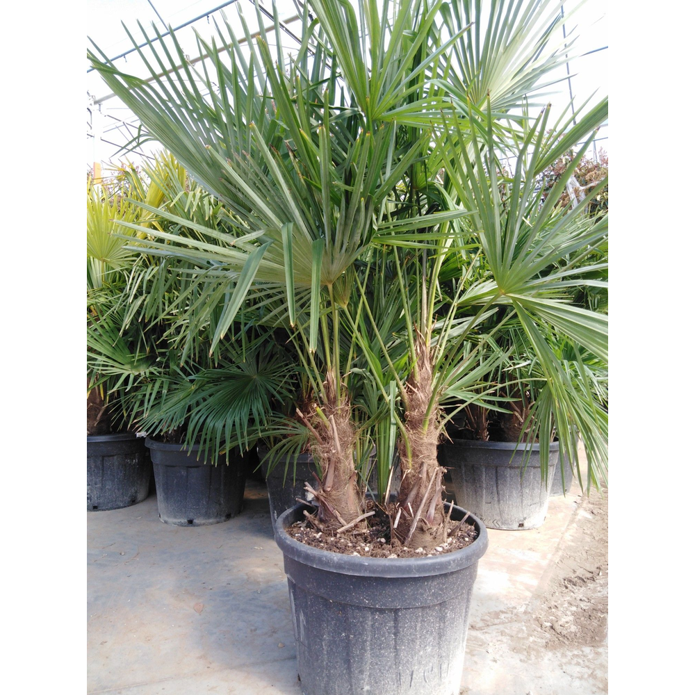 Trachycarpus fortunei