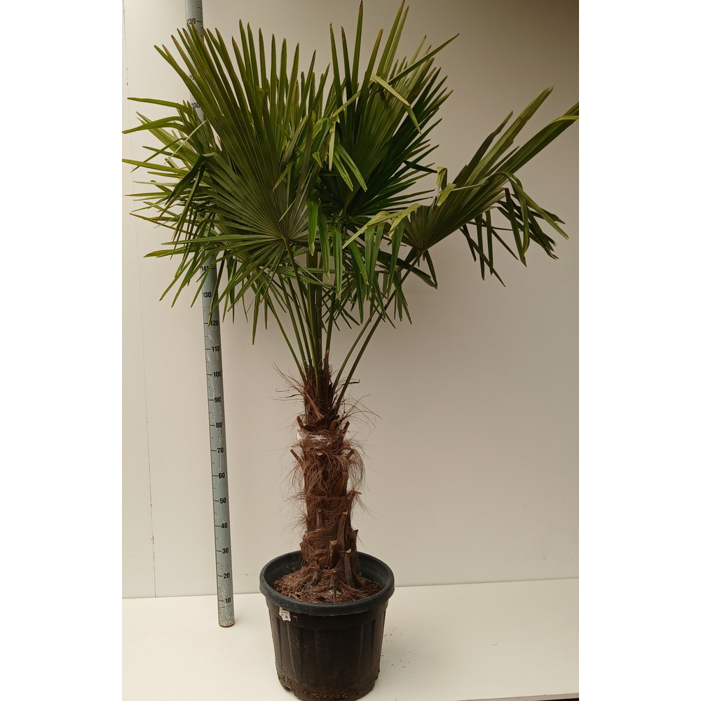 Trachycarpus fortunei.