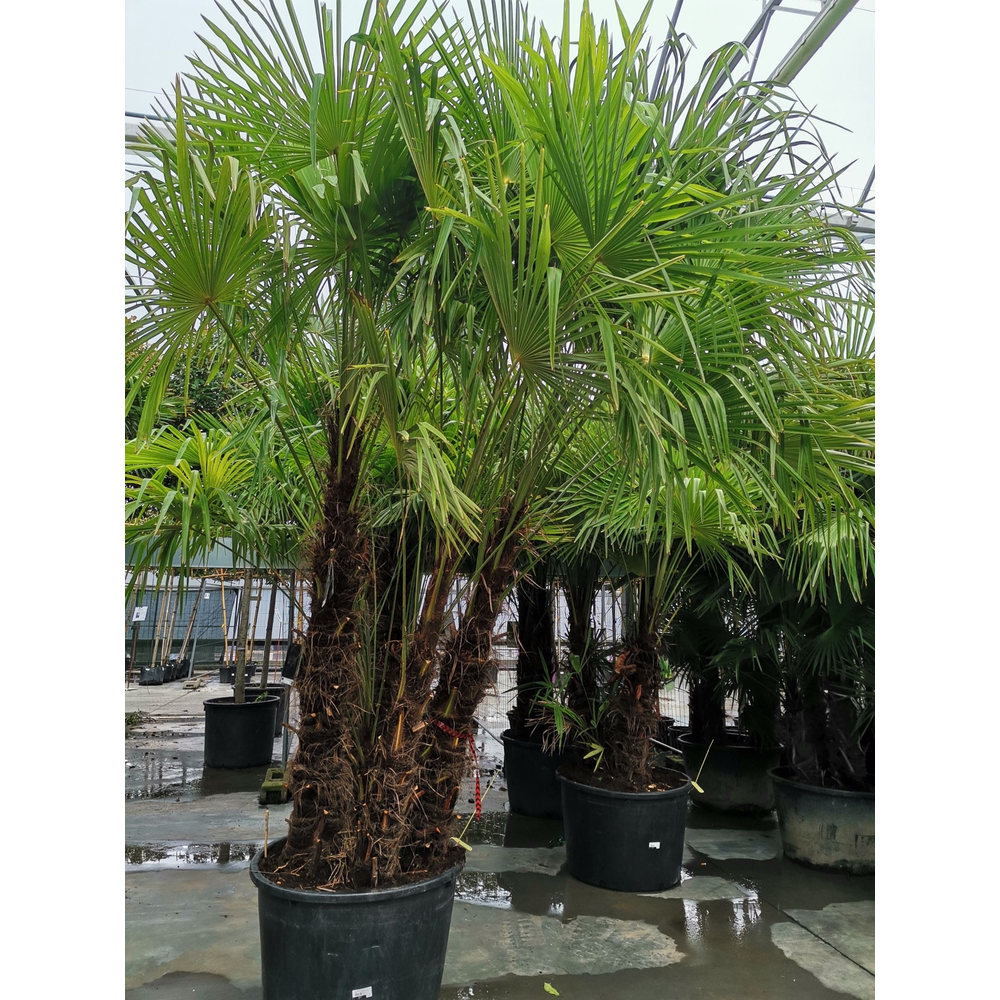 Trachycarpus fortunei.