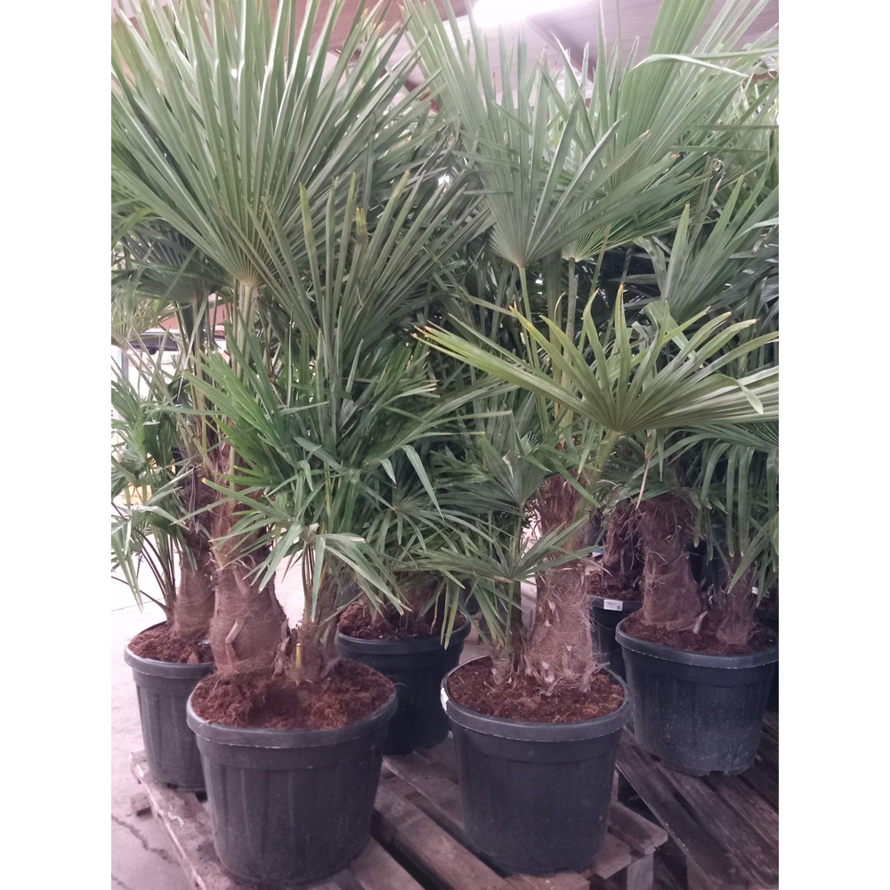 Trachycarpus fortunei.