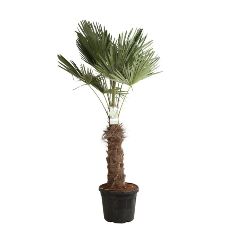 Trachycarpus fortunei