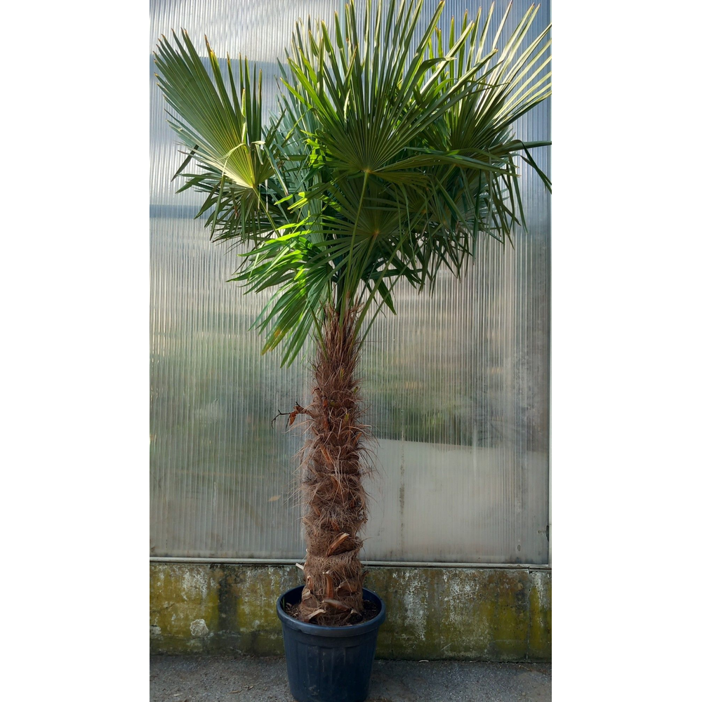 Trachycarpus fortunei