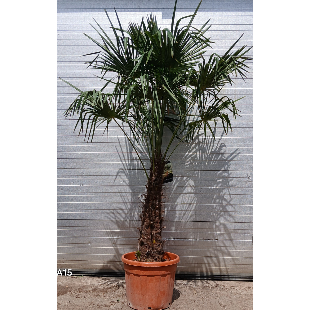 Trachycarpus fortunei