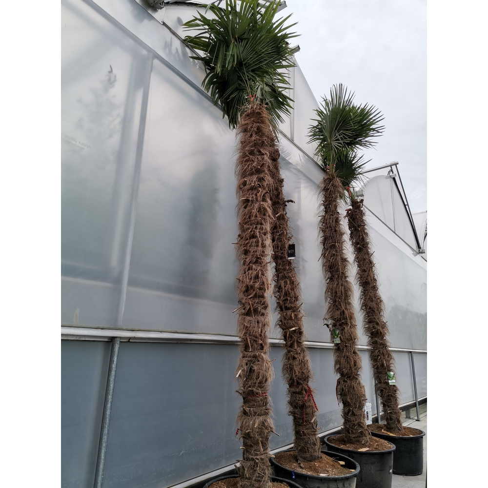 Trachycarpus fortunei.