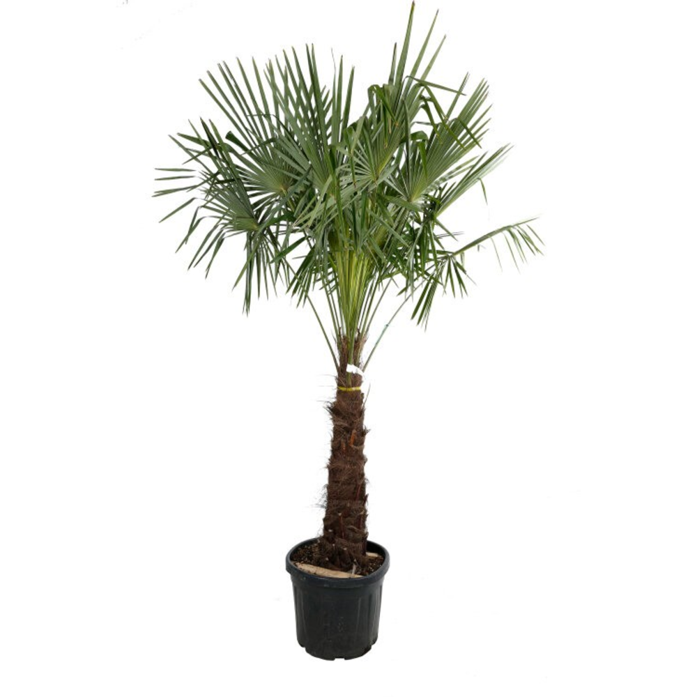 Trachycarpus fortunei.