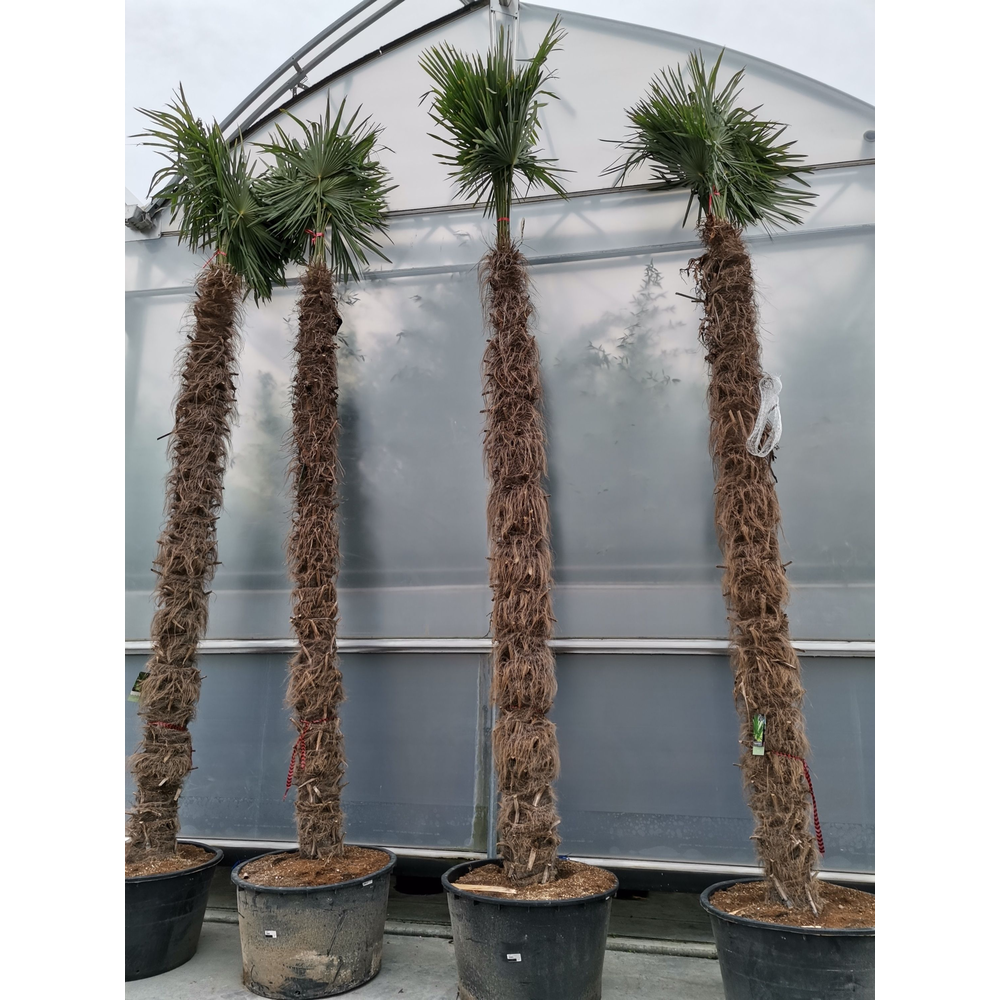 Trachycarpus fortunei.