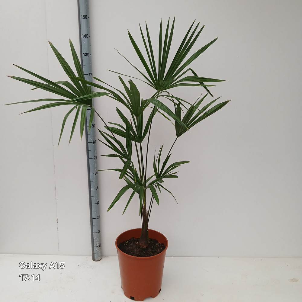 Trachycarpus fortunei