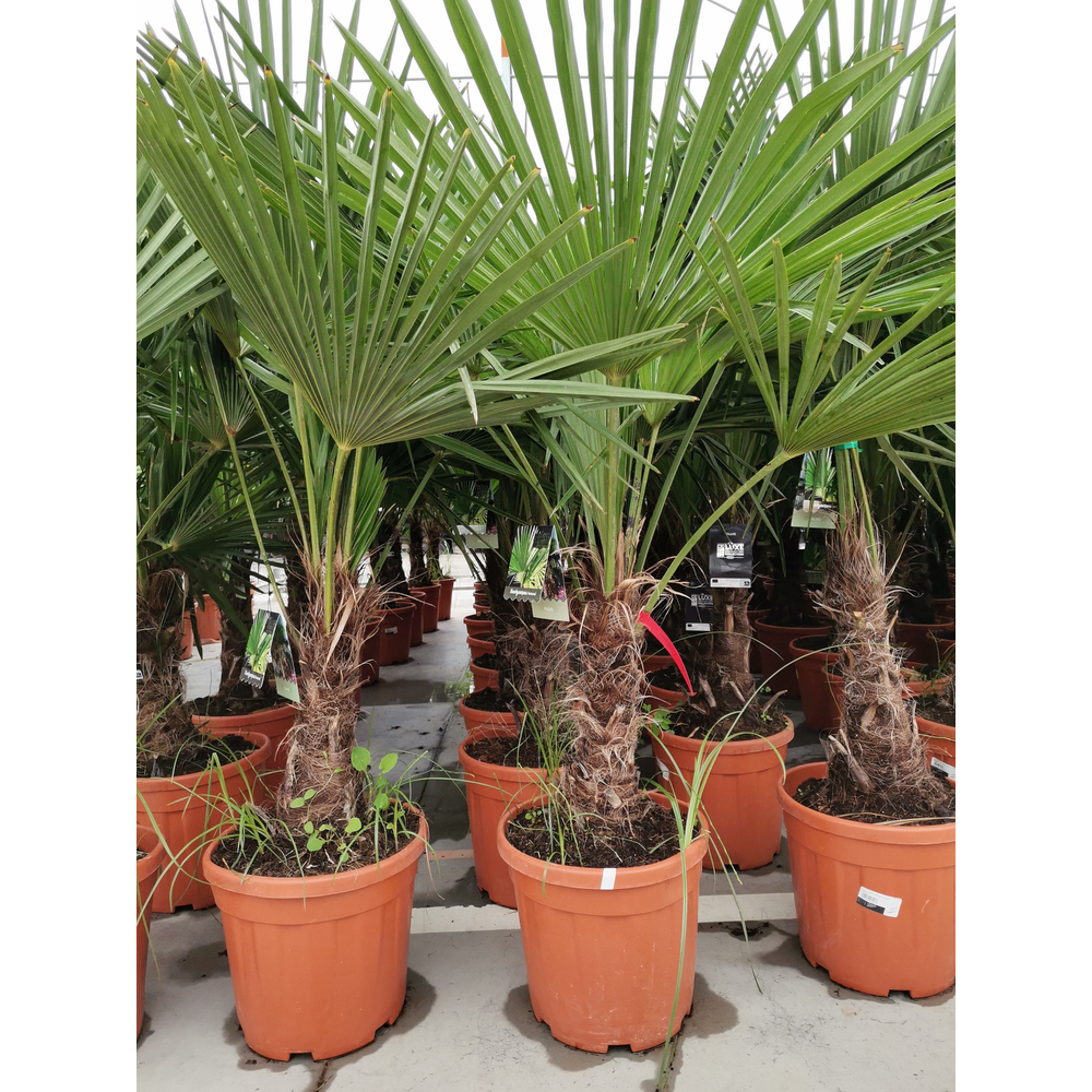 Trachycarpus fortunei.