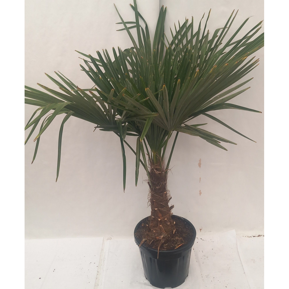 Trachycarpus fortunei.