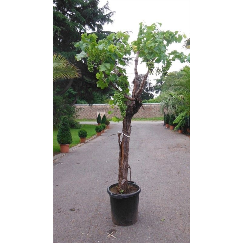 Vitis 22035.
