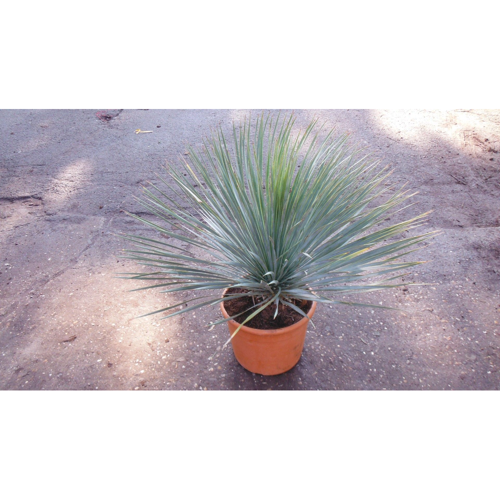 Yucca rostrata.