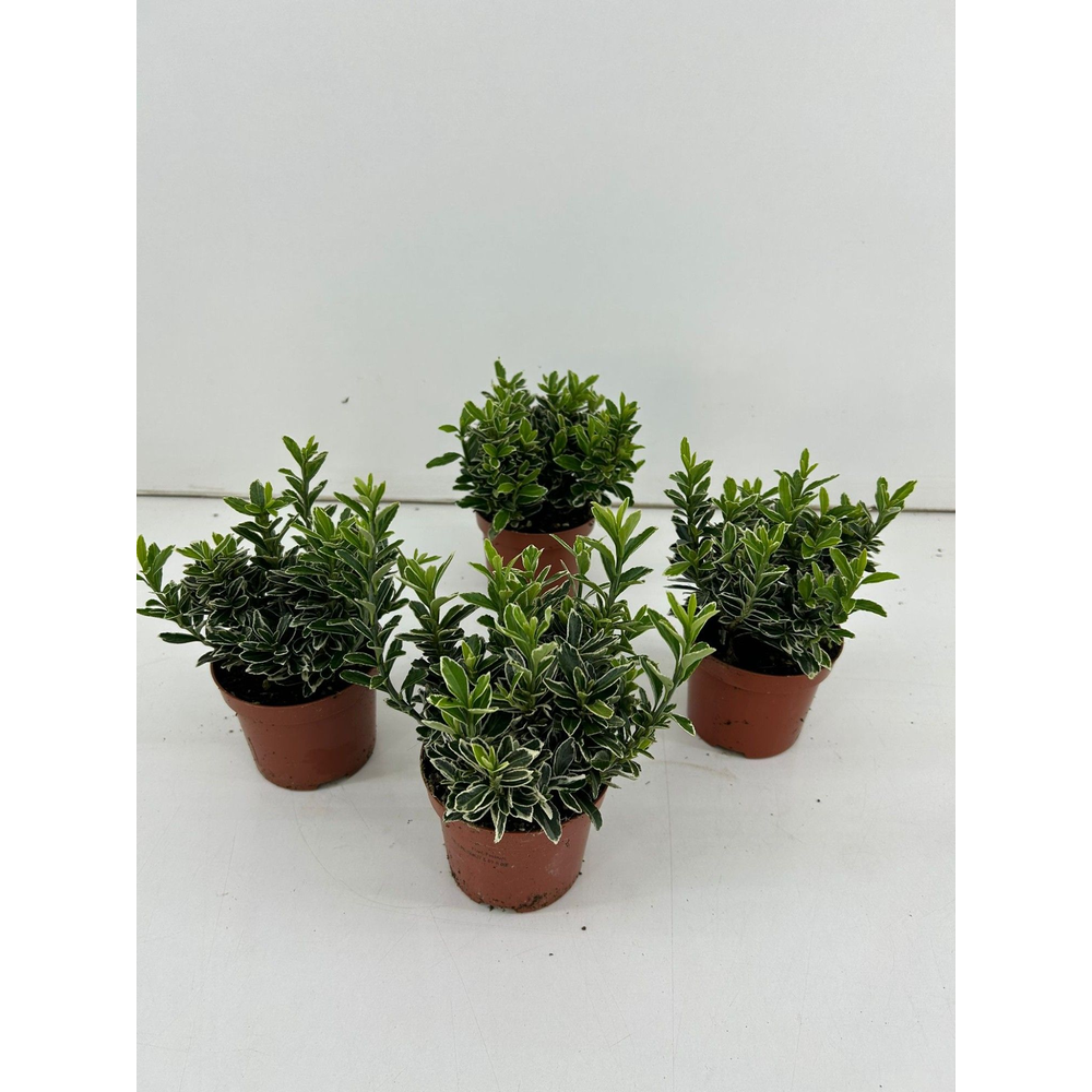 Euonymus Japonicus 'Microphyllus Silver' P9.
