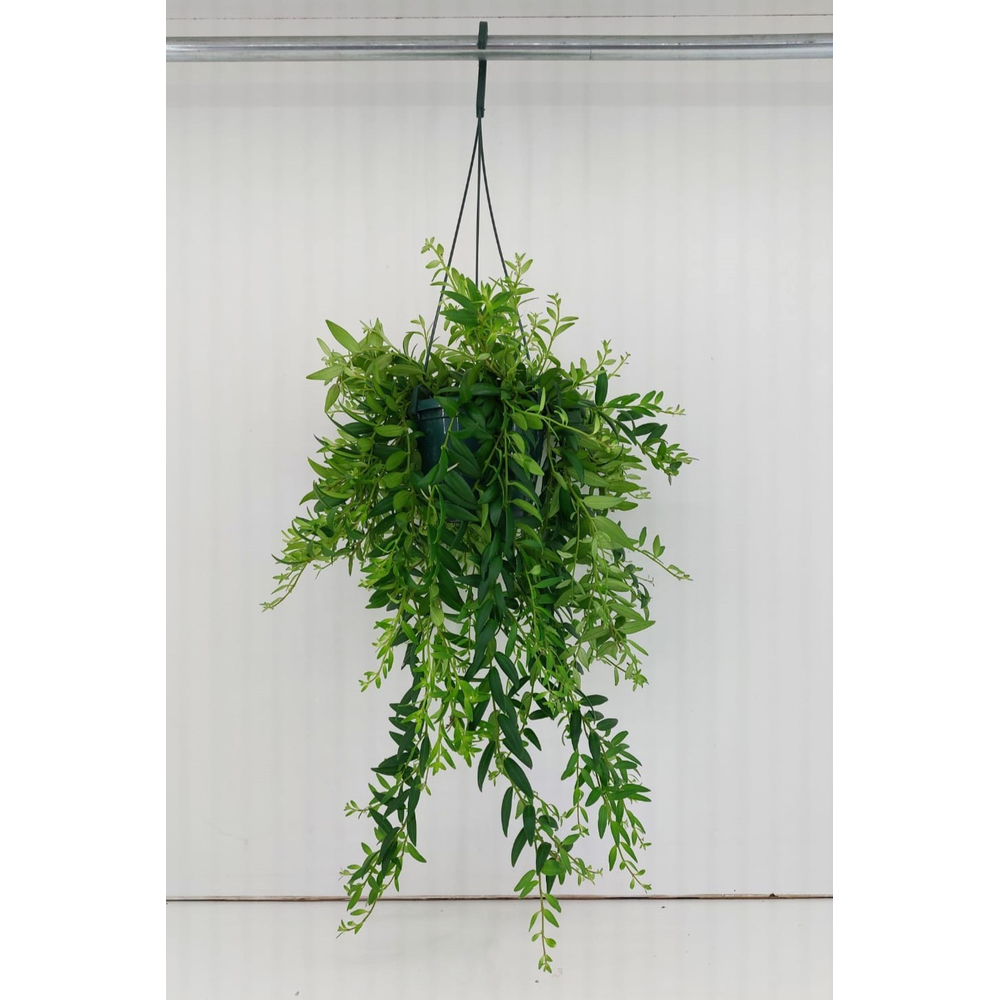 Aeschynanthus Caroline Hangpot 14 cm.