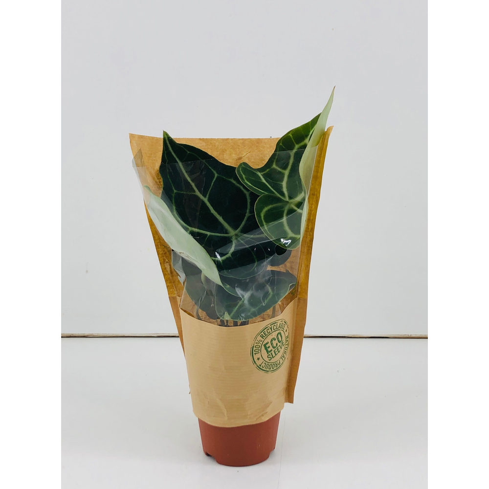 Anthurium Clarinervium P9.