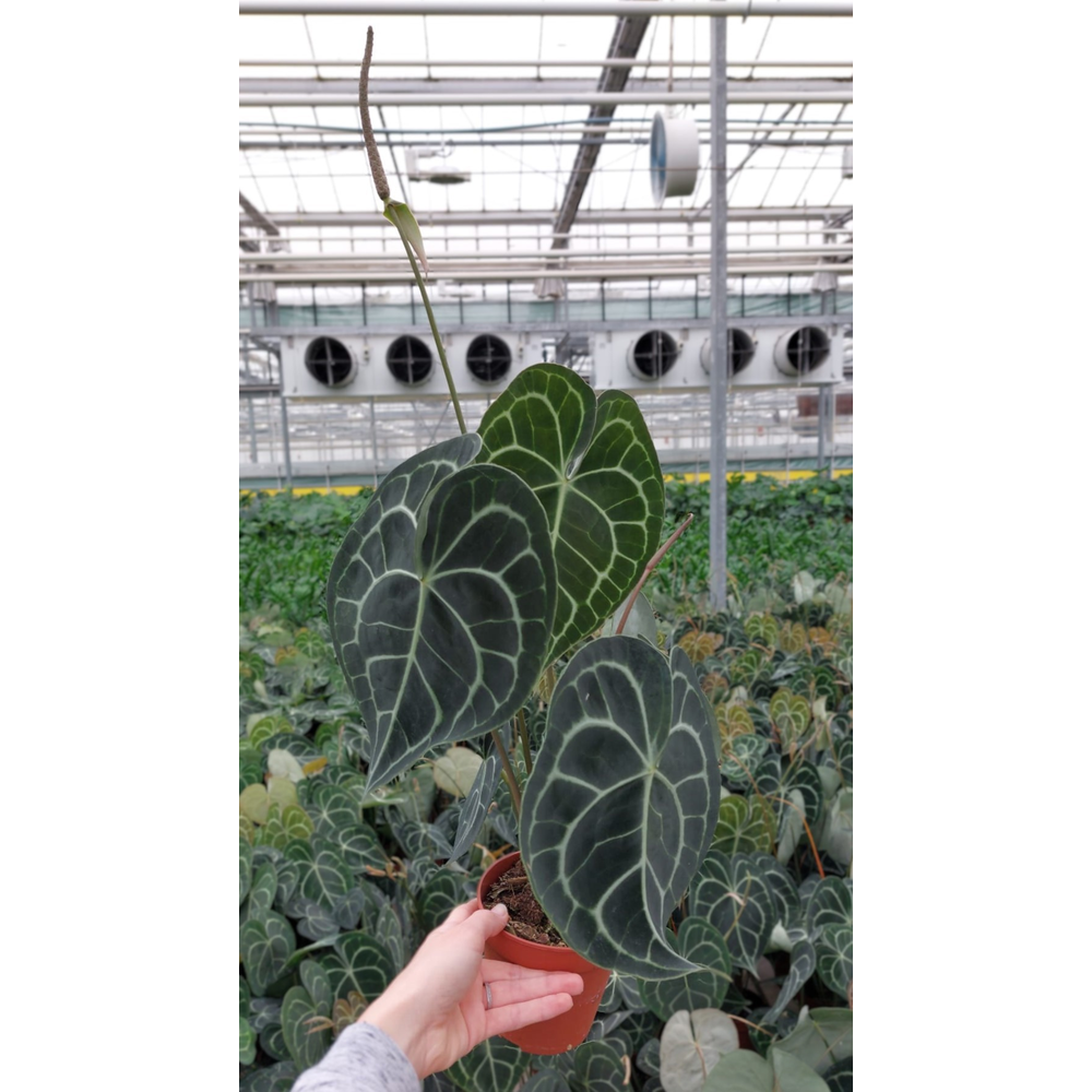 Anthurium Clarinervium.