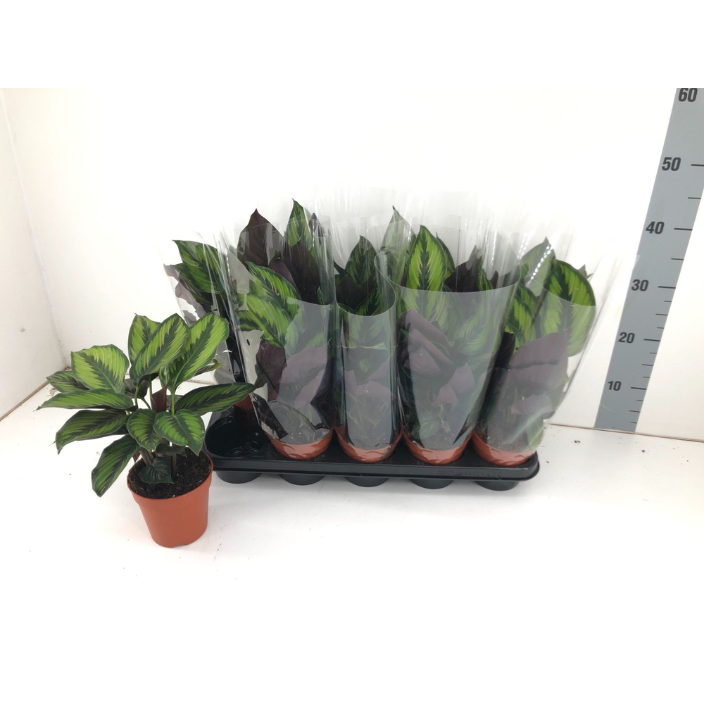 Calathea Beautiful Star P12.