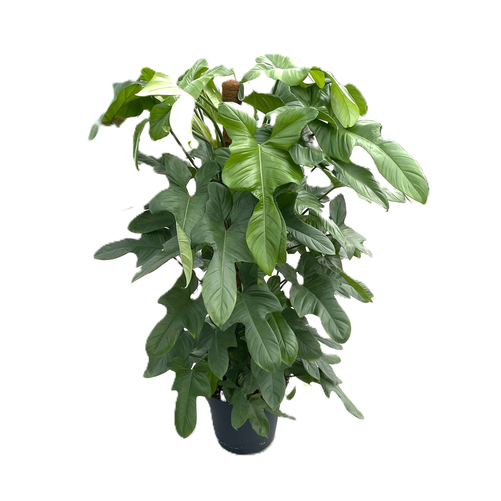 Philodendron bipennifolium 'Silver Violin' p38 mos.