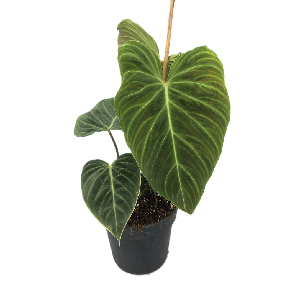 Philodendron 'Splendid'.