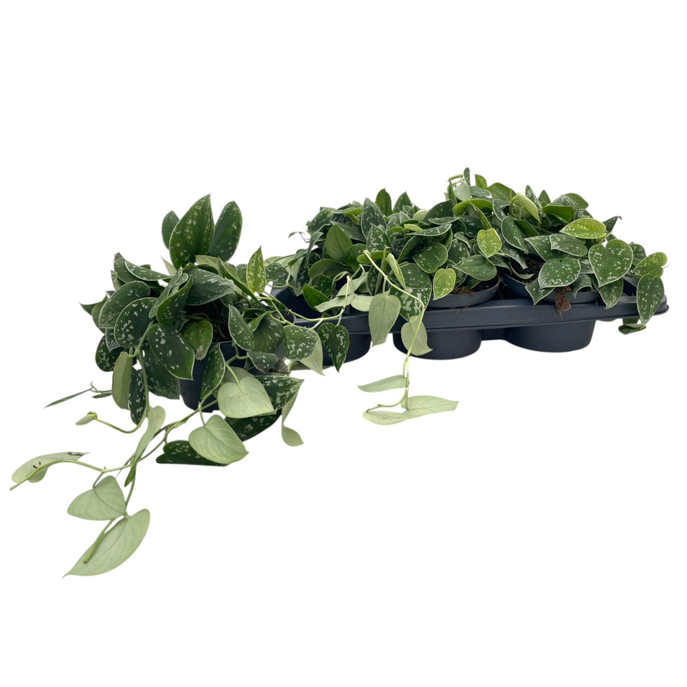 Scindapsus pictus Silvery Ann P17 Bowl.