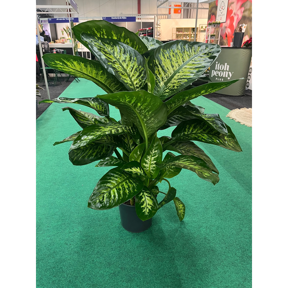 Dieffenbachia Tropic Snow 24cm.