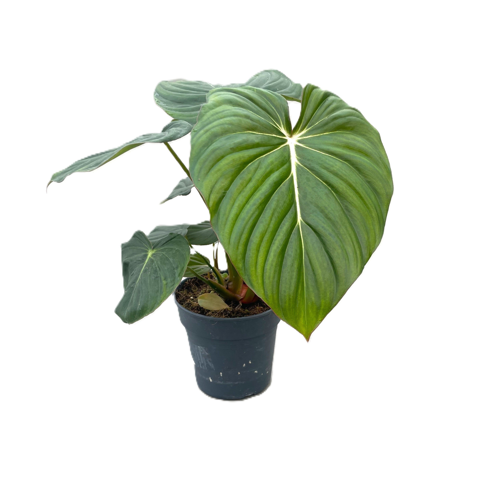 Philodendron 'Mc Dowell' p17 1pp.